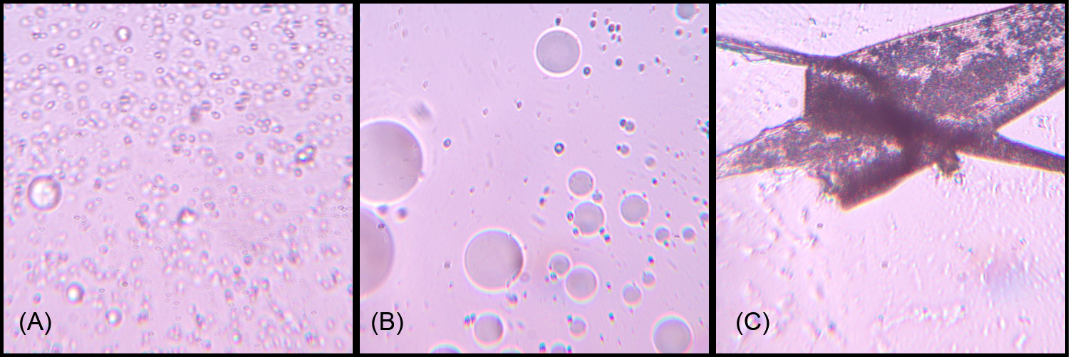 Microscope imagery showing Tasar samples used in SeriScope research